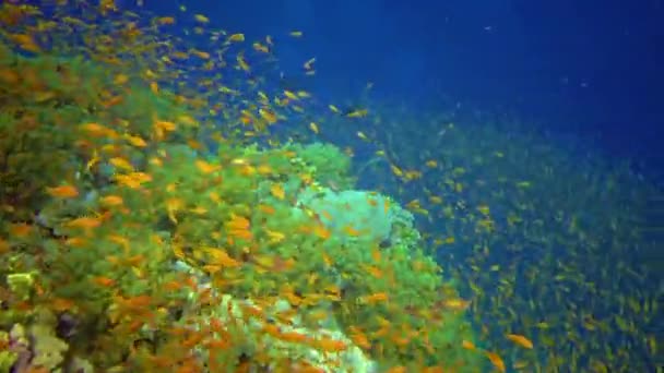 Korallrev Med Många Tropiska Fiskar Olika Arter Mot Bakgrund Blått — Stockvideo