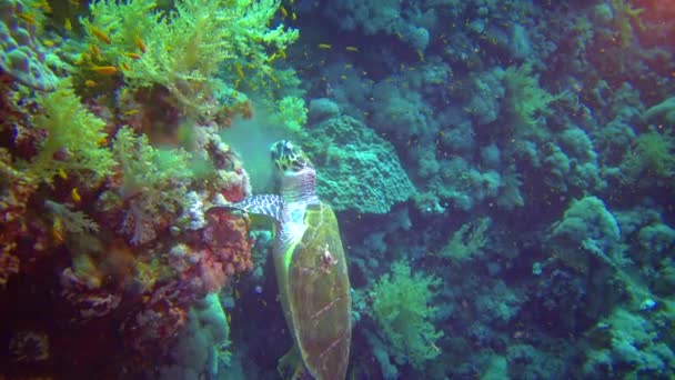 Зеленая Черепаха Chelonia Mydas Ест Морские Губки Коралловом Рифе Красное — стоковое видео