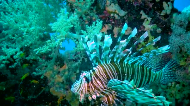 Niebezpieczne Trujące Ryby Pterois Volitans Wspólne Polowania Lwice Rafie Koralowej — Wideo stockowe