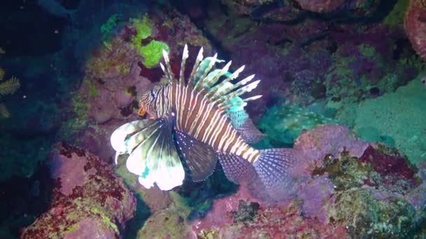 Tehlikeli Zehirli Balıklar Pterois Volitans Kızıl Deniz Mısır Yaygın Olarak — Stok video