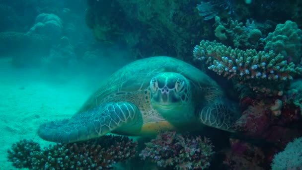 Tartaruga Marina Verde Chelonia Mydas Rilassante Una Barriera Corallina Mar — Video Stock