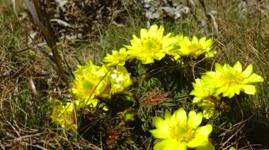 (Adonis vernalis) Bahar sülününün gözü, sarı sülün gözü, ilkbaharda tomurcuklanan Ukrayna 'nın kırmızı kitabı,