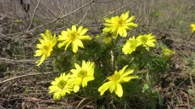 (Adonis vernalis) Bahar sülününün gözü, sarı sülün gözü, ilkbaharda tomurcuklanan Ukrayna 'nın kırmızı kitabı,