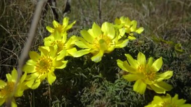 (Adonis vernalis) Bahar sülününün gözü, sarı sülün gözü, ilkbaharda tomurcuklanan Ukrayna 'nın kırmızı kitabı,