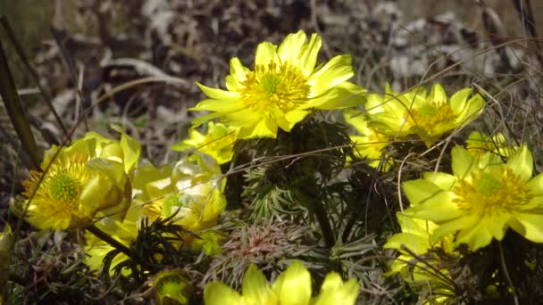 Adonis Vernalis Око Весняного Фазана Жовтого Фазана Який Зникає Ранньою — стокове відео