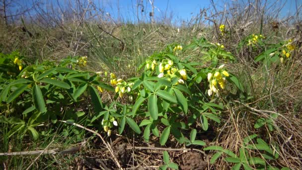 Leonticeae Gymnospermium Odessanum Primavera Primer Veterinario Planta Con Flores Naturaleza — Vídeo de stock