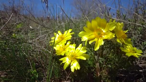 Adonis Vernalis Faisán Primavera Ojo Faisán Amarillo Desapareciendo Temprano Floreciendo — Vídeos de Stock