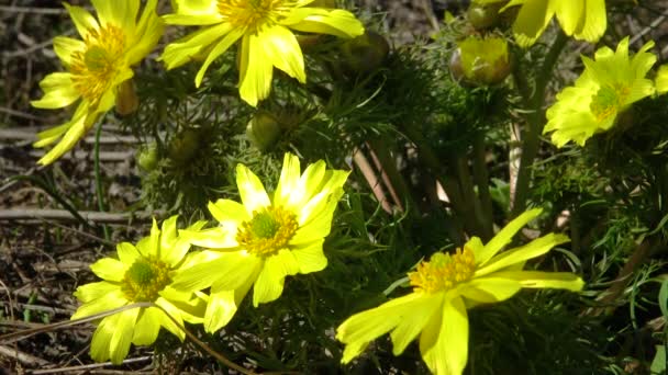 Adonis Vernalis Faisán Primavera Ojo Faisán Amarillo Desapareciendo Temprano Floreciendo — Vídeo de stock