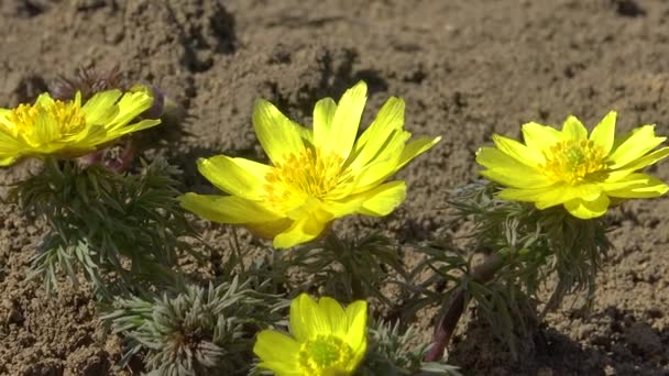 Adonis Vernalis Faisão Primavera Olho Faisão Amarelo Desaparecendo Cedo Florescendo — Vídeo de Stock