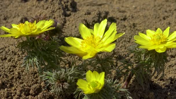 Adonis Vernalis Tavaszi Fácán Sárga Fácán Szeme Eltűnik Kora Tavasszal — Stock videók