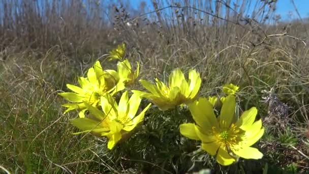 Adonis Vernalis Wiosenne Bażanty Żółte Oko Bażanta Znikające Wczesnym Kwitnieniem — Wideo stockowe