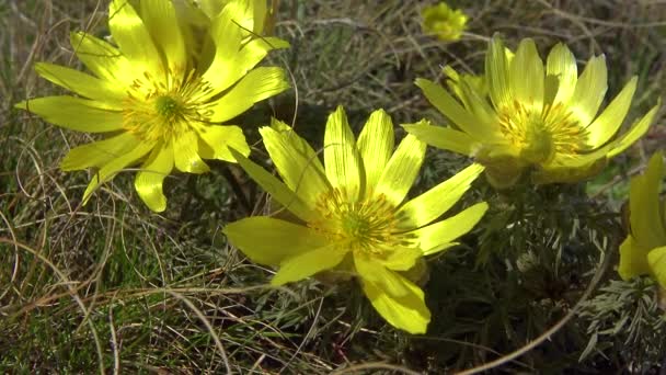 Adonis Vernalis Faisão Primavera Olho Faisão Amarelo Desaparecendo Cedo Florescendo — Vídeo de Stock