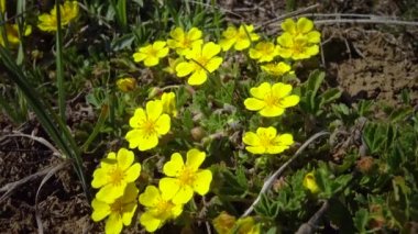 (Adonis vernalis) Bahar sülününün gözü, sarı sülün gözü, ilkbaharda tomurcuklanan Ukrayna 'nın kırmızı kitabı,