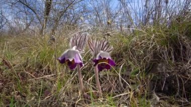 Doğu pasqueflower, yonca anemonu (Pulsatilla patens) ilkbaharda vahşi doğada, Ukrayna 'da çimlerin arasında çiçek açar.