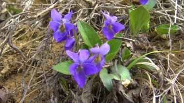 Viola, Ukrayna 'da çiçek açan bir bitki.