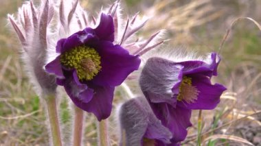 Doğu pasqueflower, yonca anemonu (Pulsatilla patens) ilkbaharda vahşi doğada, Ukrayna 'da çimlerin arasında çiçek açar.