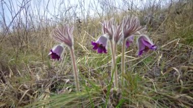 Doğu pasqueflower, yonca anemonu (Pulsatilla patens) ilkbaharda vahşi doğada, Ukrayna 'da çimlerin arasında çiçek açar.