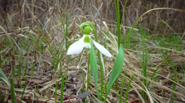 (Galanthus elwesii) Elwes, vahşi doğada daha fazla kar damlası. Kırmızı Kitap Ukrayna. Kaydırıcı