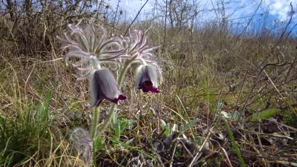 Wschodni Pasqueflower Cutleaf Anemone Pulsatilla Patens Kwitnący Wiosną Wśród Trawy — Wideo stockowe