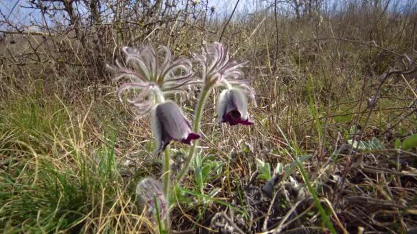 Wschodni Pasqueflower Cutleaf Anemone Pulsatilla Patens Kwitnący Wiosną Wśród Trawy — Wideo stockowe