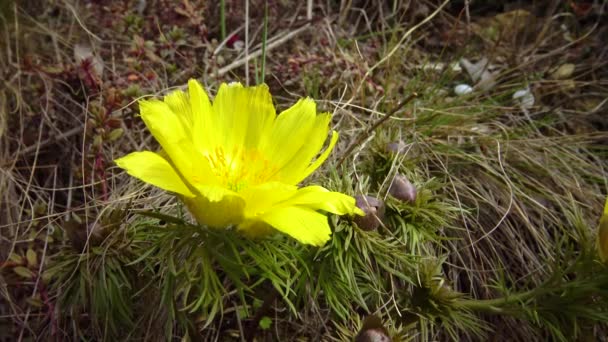 Adonis Vernalis Faisão Primavera Olho Faisão Amarelo Desaparecendo Cedo Florescendo — Vídeo de Stock