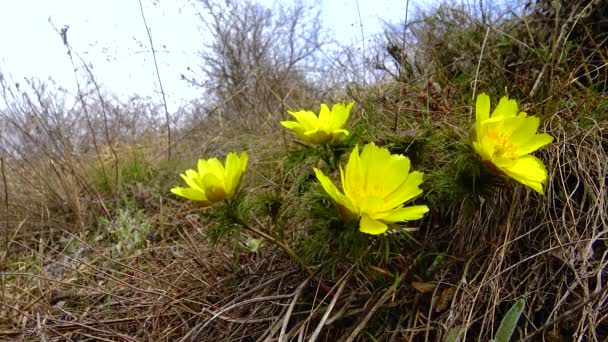 Adonis Vernalis Faisão Primavera Olho Faisão Amarelo Desaparecendo Cedo Florescendo — Vídeo de Stock