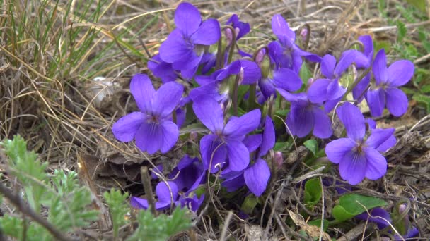 Viola Planta Con Flores Naturaleza Ucrania — Vídeos de Stock