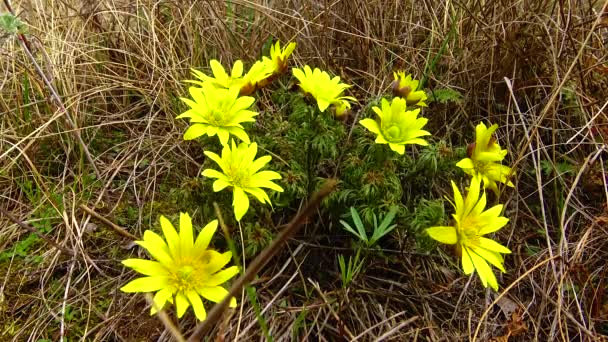 Adonis Vernalis Faisão Primavera Olho Faisão Amarelo Desaparecendo Cedo Florescendo — Vídeo de Stock