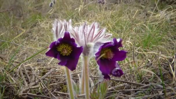 Wschodni Pasqueflower Cutleaf Anemone Pulsatilla Patens Kwitnący Wiosną Wśród Trawy — Wideo stockowe