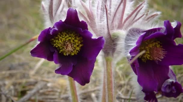 Восточный Пасхальный Цветок Анемон Колючий Pulsatilla Patens Цветущий Весной Среди — стоковое видео