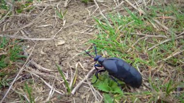 Mavi yağ böceği (Meloe proscarabaeus), Ukrayna 'nın vahşi otlarının arasında yayılır.