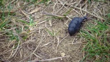 Mavi yağ böceği (Meloe proscarabaeus), Ukrayna 'nın vahşi otlarının arasında yayılır.