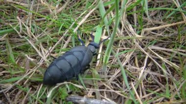 Mavi yağ böceği (Meloe proscarabaeus), Ukrayna 'nın vahşi otlarının arasında yayılır.
