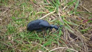 Mavi yağ böceği (Meloe proscarabaeus), Ukrayna 'nın vahşi otlarının arasında yayılır.