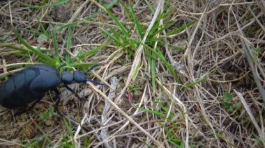 Mavi yağ böceği (Meloe proscarabaeus), Ukrayna 'nın vahşi otlarının arasında yayılır.