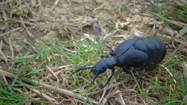 乌克兰 蓝色的石油甲虫 Meloe Proscarabaeus 在野外的草丛中生长 — 图库视频影像