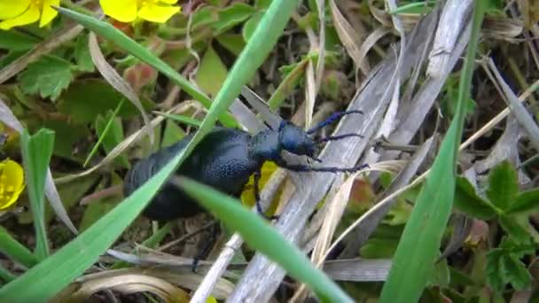 乌克兰 蓝色的石油甲虫 Meloe Proscarabaeus 在野外的草丛中生长 — 图库视频影像