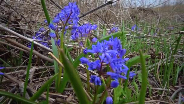 Гиацинтелла Sparagaceae Первое Весеннее Растение Дикой Природе Украина — стоковое видео