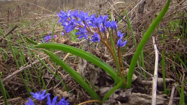 Hyacinthella Asparagaceae Tavasz Első Állatorvos Virágzó Növény Vadonban Ukrajna — Stock videók