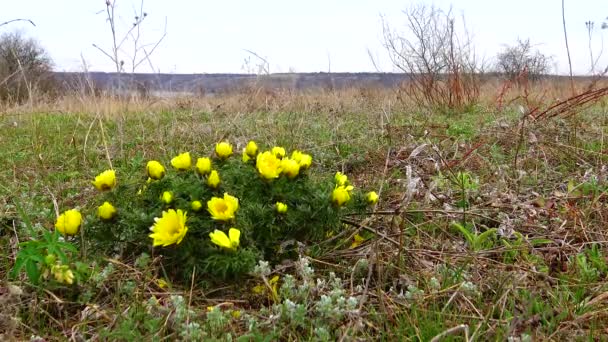 Adonis Vernalis Faisão Primavera Olho Faisão Amarelo Desaparecendo Cedo Florescendo — Vídeo de Stock