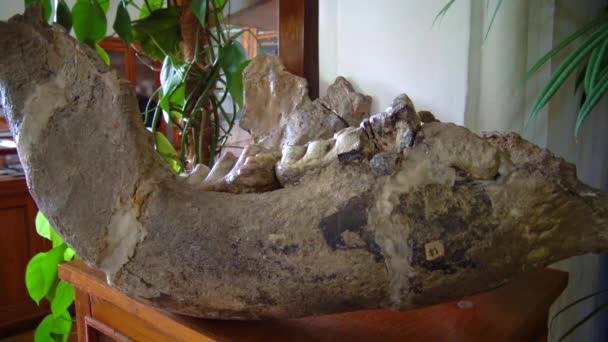 Odessa Ukraine June 2019 Lower Jaw Extinct Animal Herbivorous Mammoth — Stock Video