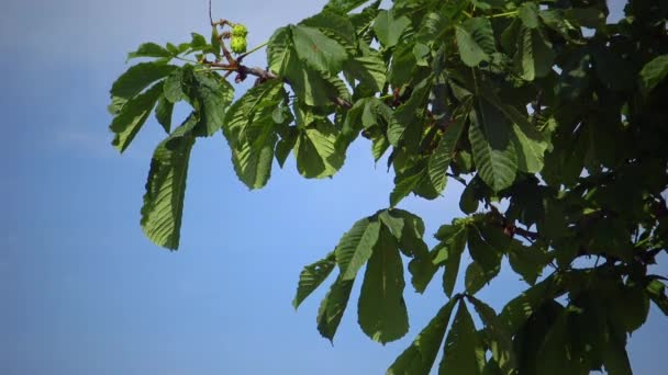 Horse Chestnut Leaves Blue Sky Ukraine — Stock Video