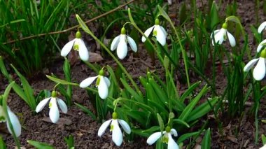 (Galanthus elwesii) Elwes, vahşi doğada daha fazla kar damlası. Kırmızı Kitap Ukrayna. Kaydırıcı