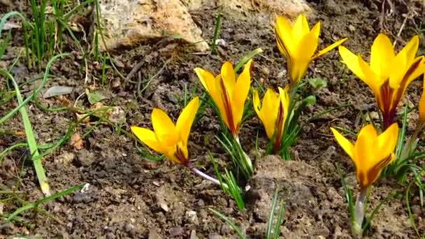 Sárga crocuses virágzik kora tavasszal a kertben, Ukrajna