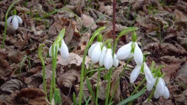 (Galanthus elwesii) Elwes, vahşi doğada daha fazla kar damlası. Kırmızı Kitap Ukrayna. Kaydırıcı