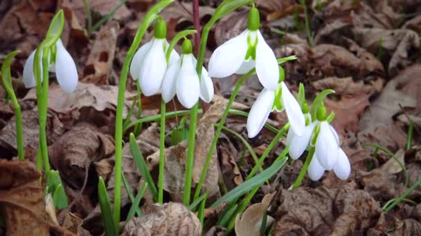 Galanthus Elwesii Elwes Больший Подснежник Дикой Природе Красная Книга Украины — стоковое видео