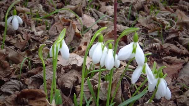 Galanthus Elwesii Elfy Większe Opady Śniegu Dziczy Czerwona Księga Ukraina — Wideo stockowe