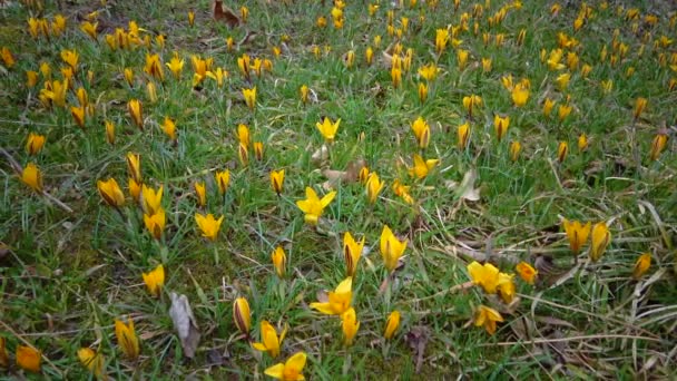 Żółte Krokusy Kwitną Wczesną Wiosną Ogrodzie Ukraina — Wideo stockowe