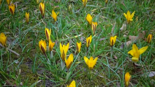 Gele Krokussen Bloeien Het Vroege Voorjaar Tuin Oekraïne — Stockvideo
