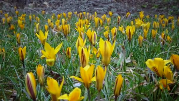 Sárga Crocuses Virágzik Kora Tavasszal Kertben Ukrajna — Stock videók